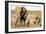 African elephant (Loxodonta Africana), Kruger National Park, South Africa, Africa-Christian Kober-Framed Photographic Print