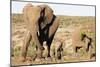 African elephant (Loxodonta Africana), Kruger National Park, South Africa, Africa-Christian Kober-Mounted Photographic Print