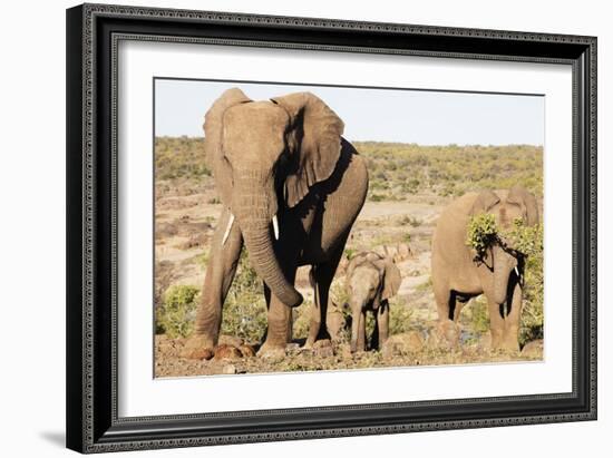 African elephant (Loxodonta Africana), Kruger National Park, South Africa, Africa-Christian Kober-Framed Photographic Print