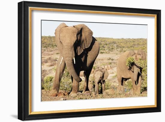 African elephant (Loxodonta Africana), Kruger National Park, South Africa, Africa-Christian Kober-Framed Photographic Print