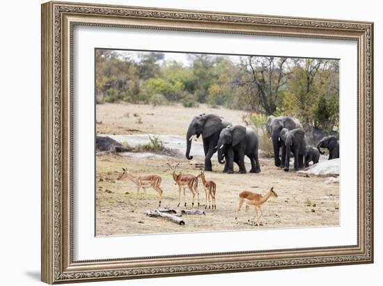 African elephant (Loxodonta Africana), Kruger National Park, South Africa, Africa-Christian Kober-Framed Photographic Print