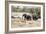 African elephant (Loxodonta Africana), Kruger National Park, South Africa, Africa-Christian Kober-Framed Photographic Print