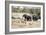 African elephant (Loxodonta Africana), Kruger National Park, South Africa, Africa-Christian Kober-Framed Photographic Print