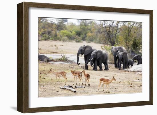 African elephant (Loxodonta Africana), Kruger National Park, South Africa, Africa-Christian Kober-Framed Photographic Print