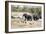 African elephant (Loxodonta Africana), Kruger National Park, South Africa, Africa-Christian Kober-Framed Photographic Print