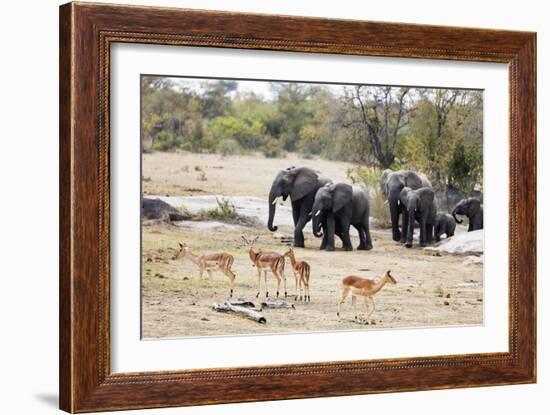 African elephant (Loxodonta Africana), Kruger National Park, South Africa, Africa-Christian Kober-Framed Photographic Print