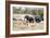 African elephant (Loxodonta Africana), Kruger National Park, South Africa, Africa-Christian Kober-Framed Photographic Print