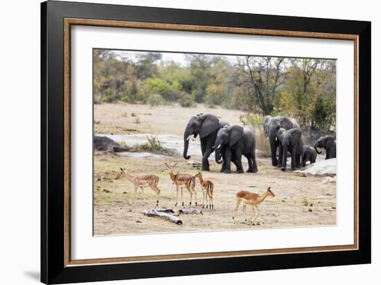 African elephant (Loxodonta Africana), Kruger National Park, South Africa, Africa-Christian Kober-Framed Photographic Print