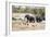 African elephant (Loxodonta Africana), Kruger National Park, South Africa, Africa-Christian Kober-Framed Photographic Print