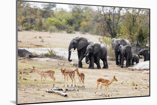 African elephant (Loxodonta Africana), Kruger National Park, South Africa, Africa-Christian Kober-Mounted Photographic Print