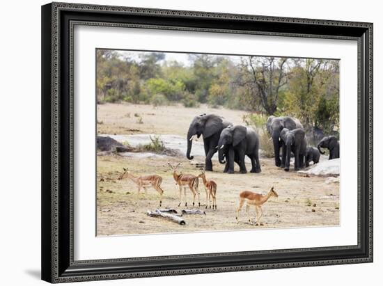 African elephant (Loxodonta Africana), Kruger National Park, South Africa, Africa-Christian Kober-Framed Photographic Print