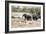 African elephant (Loxodonta Africana), Kruger National Park, South Africa, Africa-Christian Kober-Framed Photographic Print