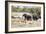 African elephant (Loxodonta Africana), Kruger National Park, South Africa, Africa-Christian Kober-Framed Photographic Print