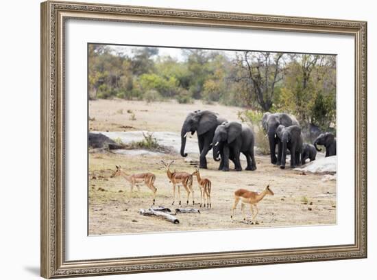 African elephant (Loxodonta Africana), Kruger National Park, South Africa, Africa-Christian Kober-Framed Photographic Print