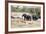 African elephant (Loxodonta Africana), Kruger National Park, South Africa, Africa-Christian Kober-Framed Photographic Print