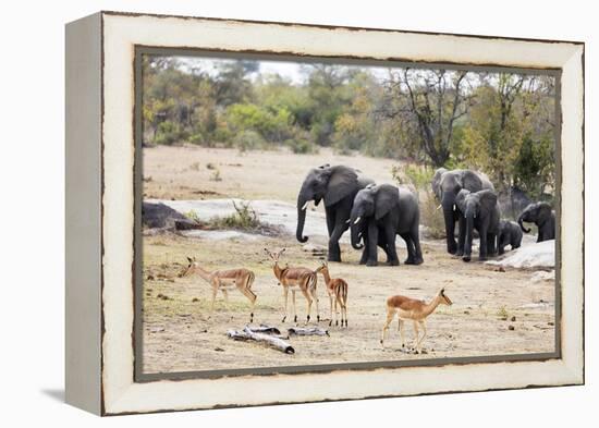 African elephant (Loxodonta Africana), Kruger National Park, South Africa, Africa-Christian Kober-Framed Premier Image Canvas