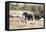 African elephant (Loxodonta Africana), Kruger National Park, South Africa, Africa-Christian Kober-Framed Premier Image Canvas