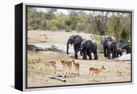 African elephant (Loxodonta Africana), Kruger National Park, South Africa, Africa-Christian Kober-Framed Premier Image Canvas