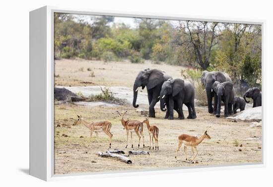 African elephant (Loxodonta Africana), Kruger National Park, South Africa, Africa-Christian Kober-Framed Premier Image Canvas