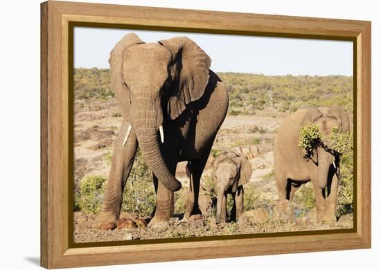 African elephant (Loxodonta Africana), Kruger National Park, South Africa, Africa-Christian Kober-Framed Premier Image Canvas