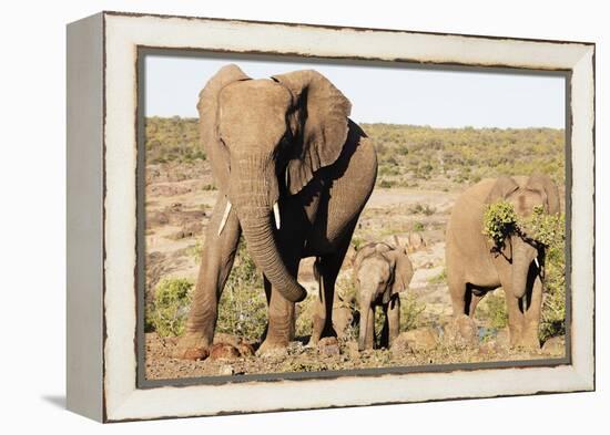 African elephant (Loxodonta Africana), Kruger National Park, South Africa, Africa-Christian Kober-Framed Premier Image Canvas