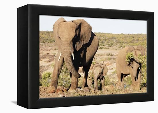 African elephant (Loxodonta Africana), Kruger National Park, South Africa, Africa-Christian Kober-Framed Premier Image Canvas