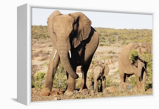 African elephant (Loxodonta Africana), Kruger National Park, South Africa, Africa-Christian Kober-Framed Premier Image Canvas