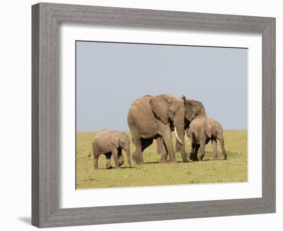 African Elephant (Loxodonta Africana), Masai Mara, Kenya, East Africa, Africa-Sergio Pitamitz-Framed Photographic Print