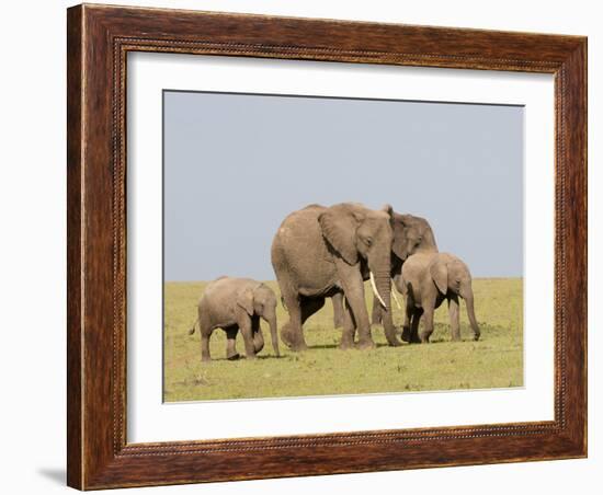 African Elephant (Loxodonta Africana), Masai Mara, Kenya, East Africa, Africa-Sergio Pitamitz-Framed Photographic Print