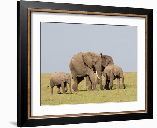 African Elephant (Loxodonta Africana), Masai Mara, Kenya, East Africa, Africa-Sergio Pitamitz-Framed Photographic Print