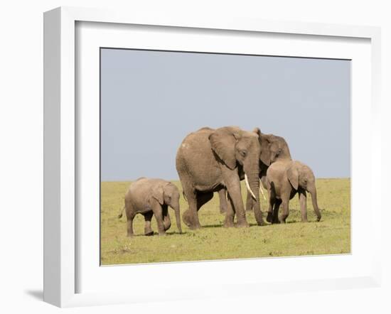 African Elephant (Loxodonta Africana), Masai Mara, Kenya, East Africa, Africa-Sergio Pitamitz-Framed Photographic Print