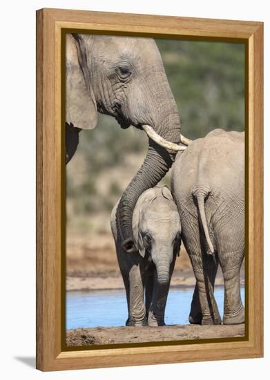 African Elephant (Loxodonta Africana) Mother and Baby at Hapoor Waterhole-Ann and Steve Toon-Framed Premier Image Canvas