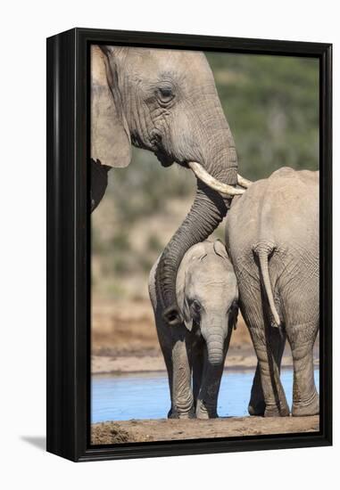 African Elephant (Loxodonta Africana) Mother and Baby at Hapoor Waterhole-Ann and Steve Toon-Framed Premier Image Canvas
