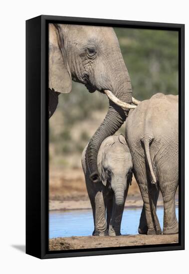 African Elephant (Loxodonta Africana) Mother and Baby at Hapoor Waterhole-Ann and Steve Toon-Framed Premier Image Canvas