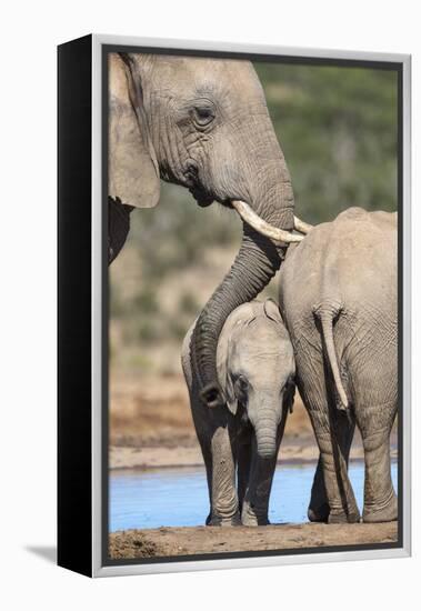 African Elephant (Loxodonta Africana) Mother and Baby at Hapoor Waterhole-Ann and Steve Toon-Framed Premier Image Canvas