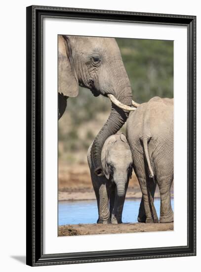 African Elephant (Loxodonta Africana) Mother and Baby at Hapoor Waterhole-Ann and Steve Toon-Framed Photographic Print