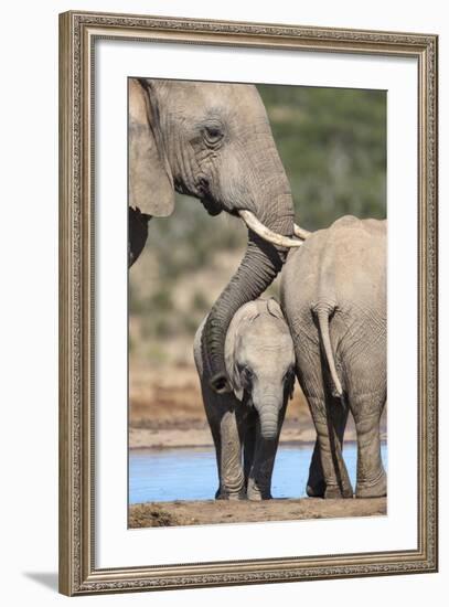 African Elephant (Loxodonta Africana) Mother and Baby at Hapoor Waterhole-Ann and Steve Toon-Framed Photographic Print