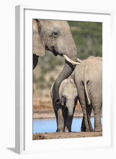 African Elephant (Loxodonta Africana) Mother and Baby at Hapoor Waterhole-Ann and Steve Toon-Framed Photographic Print
