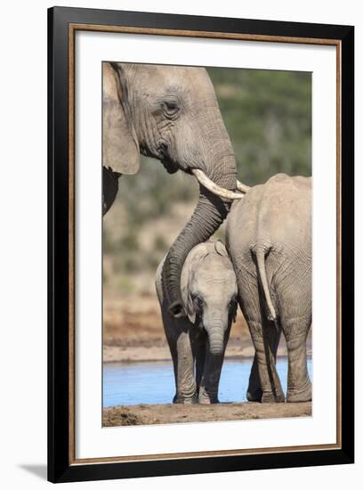 African Elephant (Loxodonta Africana) Mother and Baby at Hapoor Waterhole-Ann and Steve Toon-Framed Photographic Print