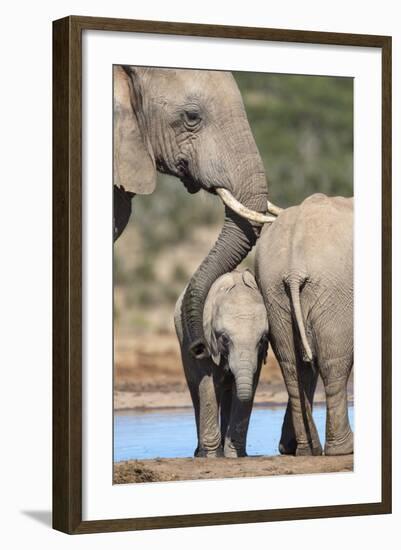 African Elephant (Loxodonta Africana) Mother and Baby at Hapoor Waterhole-Ann and Steve Toon-Framed Photographic Print