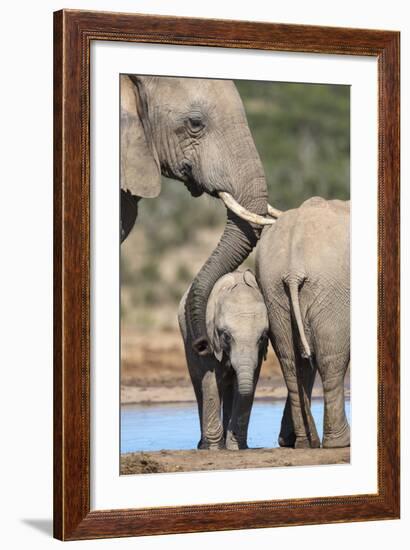 African Elephant (Loxodonta Africana) Mother and Baby at Hapoor Waterhole-Ann and Steve Toon-Framed Photographic Print