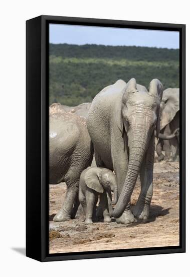 African Elephant (Loxodonta Africana) Mother and Baby at Hapoor Waterhole-Ann and Steve Toon-Framed Premier Image Canvas