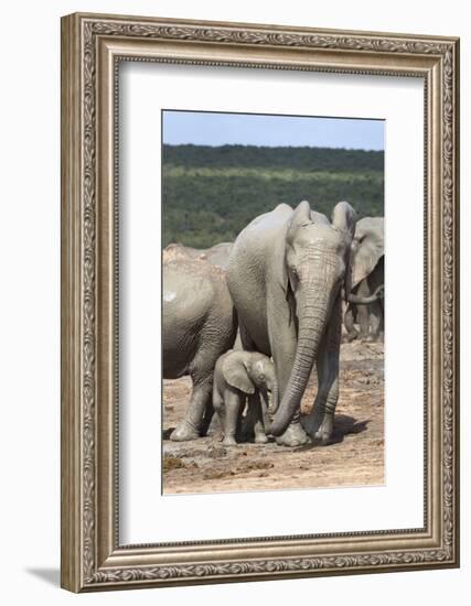 African Elephant (Loxodonta Africana) Mother and Baby at Hapoor Waterhole-Ann and Steve Toon-Framed Photographic Print