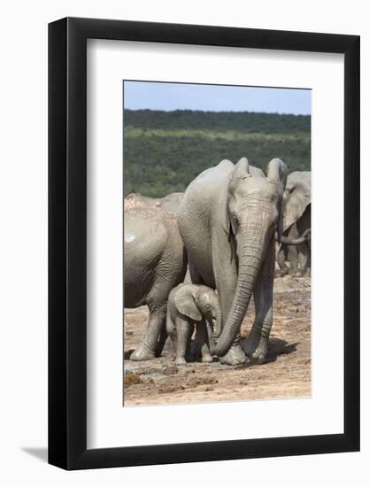 African Elephant (Loxodonta Africana) Mother and Baby at Hapoor Waterhole-Ann and Steve Toon-Framed Photographic Print