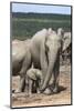 African Elephant (Loxodonta Africana) Mother and Baby at Hapoor Waterhole-Ann and Steve Toon-Mounted Photographic Print