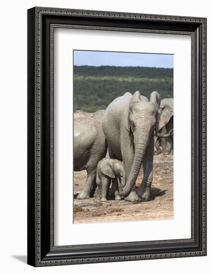 African Elephant (Loxodonta Africana) Mother and Baby at Hapoor Waterhole-Ann and Steve Toon-Framed Photographic Print