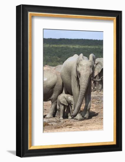 African Elephant (Loxodonta Africana) Mother and Baby at Hapoor Waterhole-Ann and Steve Toon-Framed Photographic Print