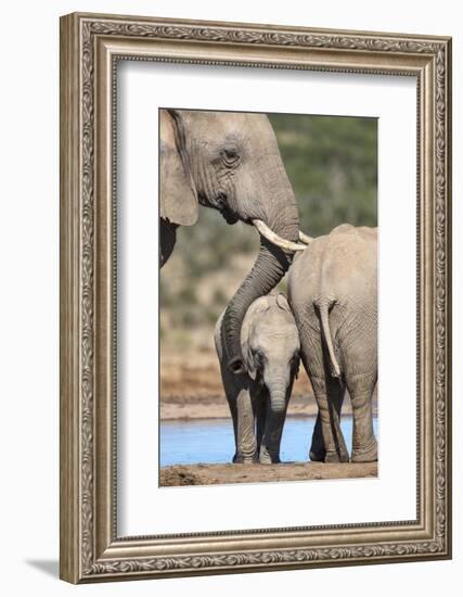 African Elephant (Loxodonta Africana) Mother and Baby at Hapoor Waterhole-Ann and Steve Toon-Framed Photographic Print