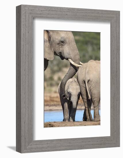 African Elephant (Loxodonta Africana) Mother and Baby at Hapoor Waterhole-Ann and Steve Toon-Framed Photographic Print