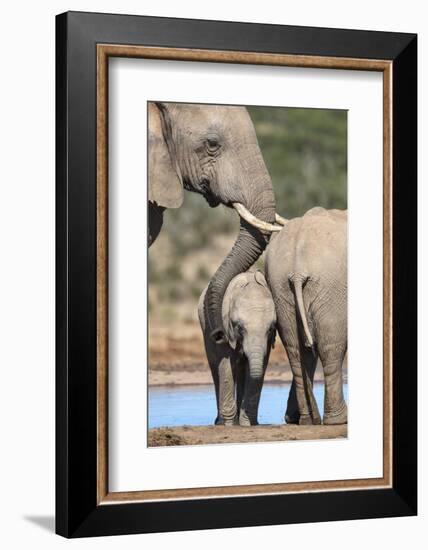 African Elephant (Loxodonta Africana) Mother and Baby at Hapoor Waterhole-Ann and Steve Toon-Framed Photographic Print